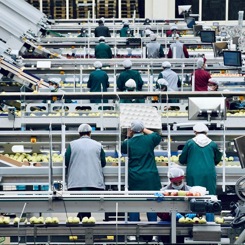warehouse workers packing fruit warehouse workers packing fruit